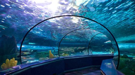 Ripleys Aquarium In Myrtle Beach South Carolina Expediaca
