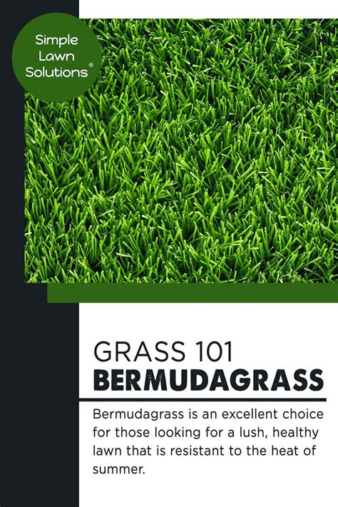 Bermuda Grass In 2021 Organic Lawn Care Summer Lawn Care Spring
