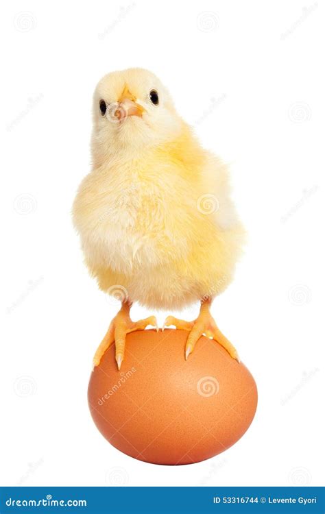 Cute Easter Chick With Egg Stock Photo Image Of Life 53316744