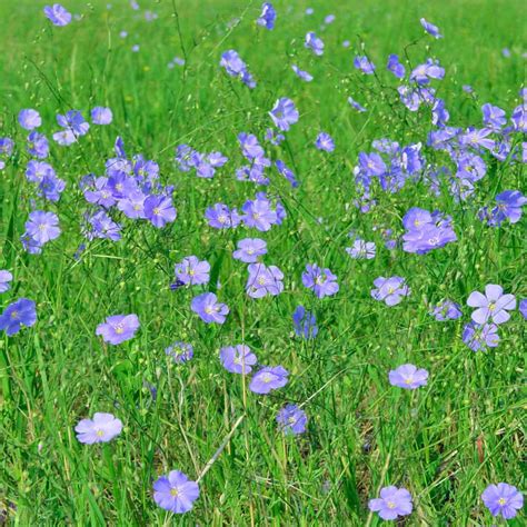 Linum Usitatissimum Sky Blue Flax Seeds Flower Seeds