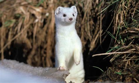 Country Diary The Stoats Winter Coat Is No Camouflage Now Wildlife
