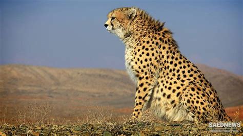 Persian Cheetah The Shining King Of Irans Plains Saednews