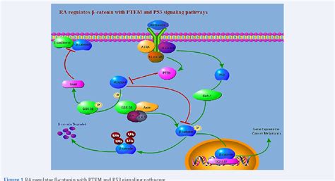 Figure 1 From Involvement Of Retinoic Acid Regulates Wnt Signaling