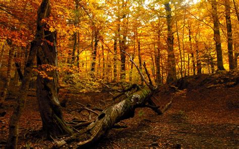 autumn-forest-wallpaper-for-desktop-pixelstalk-net