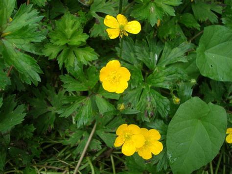 · small yellow flower heads in an open arrangement; Invasive weed/plant in Seattle WA, Please help!