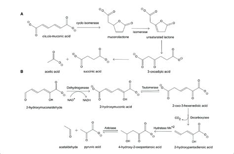 Catechol Degradation Pathways By Pseudomonas Putida A