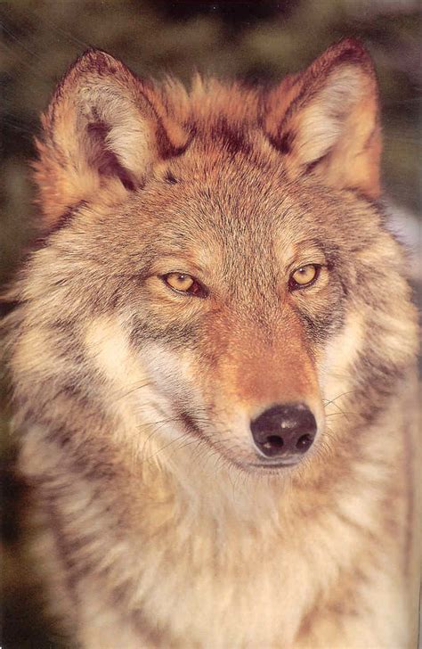 Animals Wallpapers Red Wolf