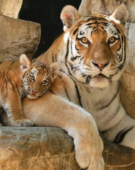 33 Best Mama Siberian Tiger With Her Baby Cub Images On Pinterest