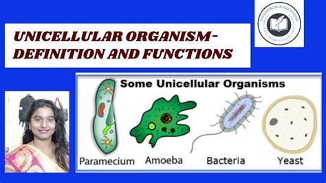 Unicellular Organism Definition And Functionstackleknowledgechannel