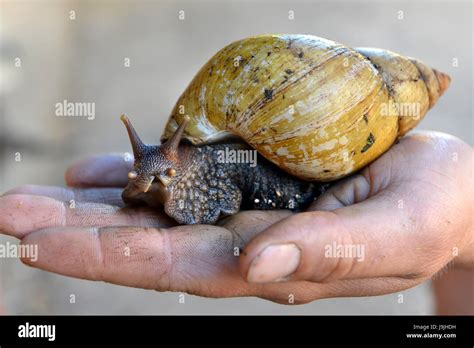 Giant African Land Snails Stock Photo Alamy