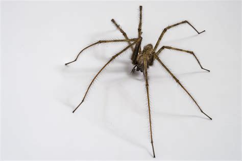 8 Common Types Of House Spiders