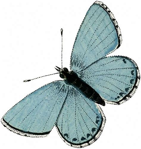 Vintage Aqua Blue Butterfly Image The Graphics Fairy From A Circa