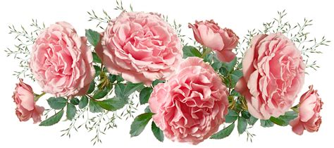 Flowers Pink Frilly Free Photo On Pixabay Pixabay