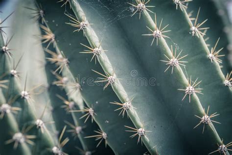 Macro Shot Of Cactus With Details Background Stock Image Image Of