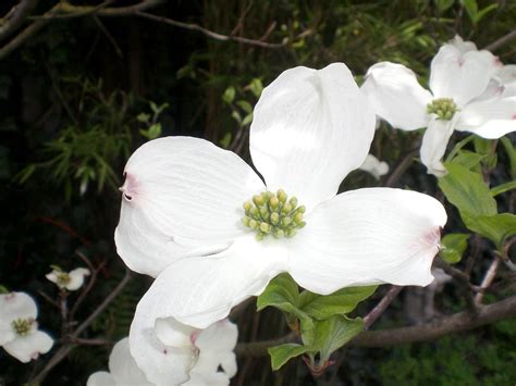 Dogwood trees are one of the most iconic trees available to a home owner. White Flowering Dogwood | Dogwood, Pretty flowers ...