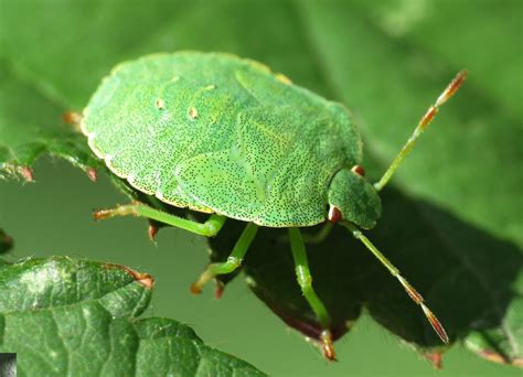 Unsere offenen aktiventreffenlink zur tagesordnung finden jeden samstag um 17:00 uhr pandemiebedingt. grüne Blattwanze Foto & Bild | tiere, wildlife, insekten ...