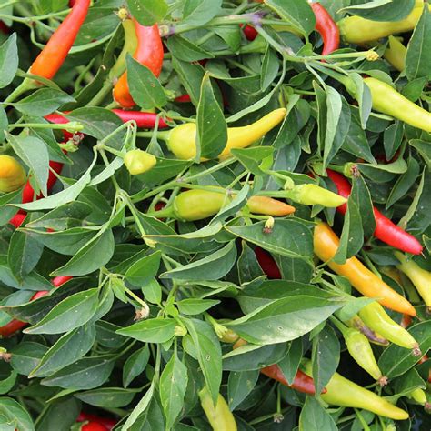 Red Hot Chili Pepper 20 Seeds Hirts Gardens