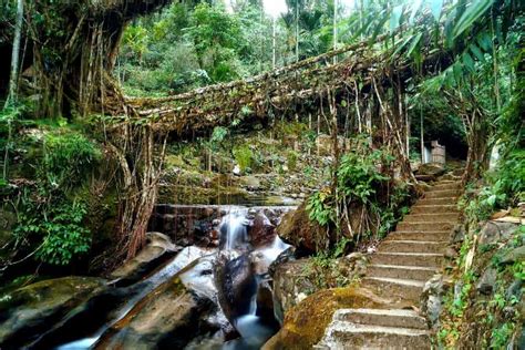Double Decker Living Root Bridge In Meghalaya Complete Travel Guide