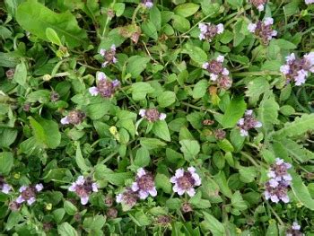 Let's learn how to use this power. Self Heal: Pictures, Flowers, Leaves & Identification ...