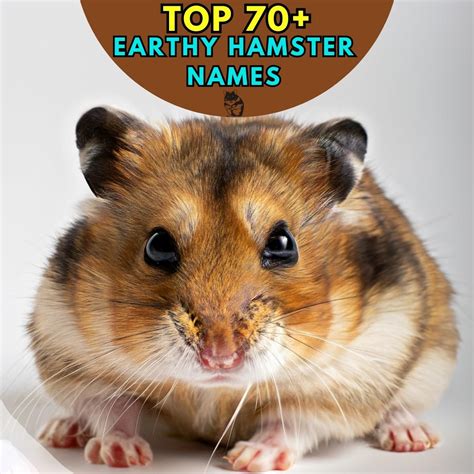 Earthy Hamster Names With Meaning Our Top 70 Picks