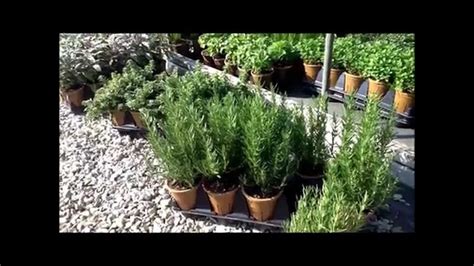 Best Herbs Rosemary Tuscan Blue Youtube Planting Flowers Texas