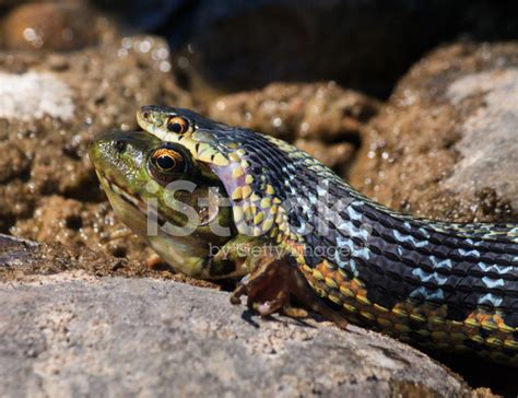 Snake Eating Frog