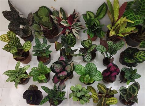 Order birthday party food today with iceland. Calathea Family Archives - Nursery Buy