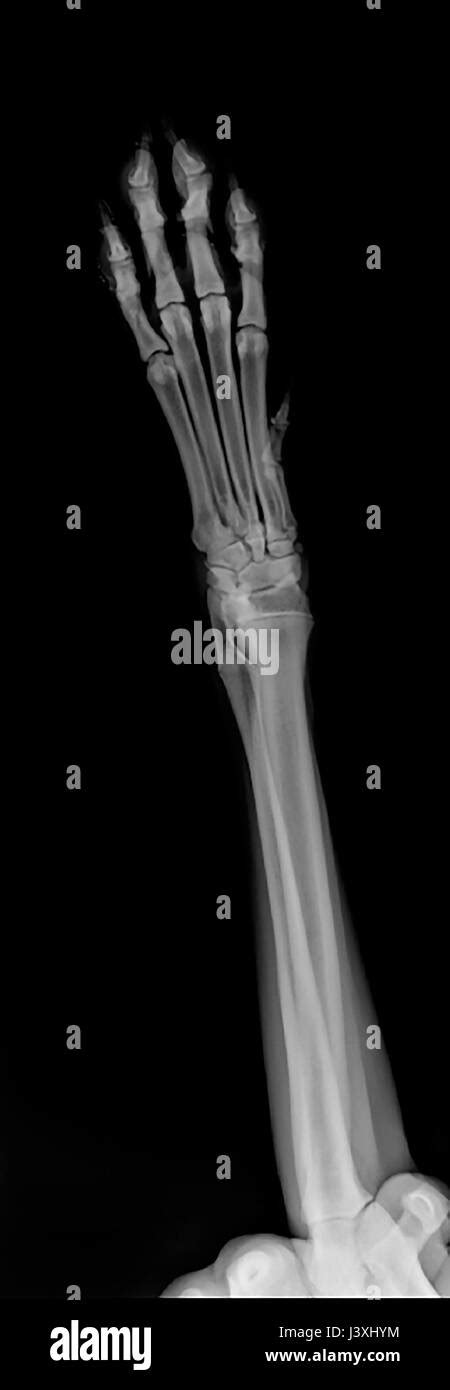 X Ray Of A Dogs Front Right Leg Stock Photo Alamy