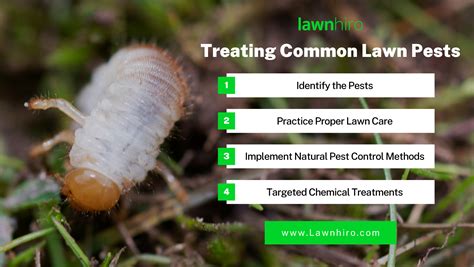 Effective Steps To Prevent And Treat Common Lawn Pests Lawnhiro Blog