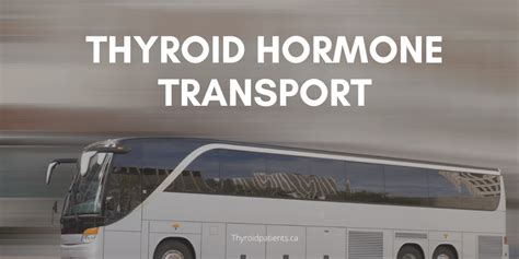 The Basics Of Thyroid Hormone Action Transport And Conversion