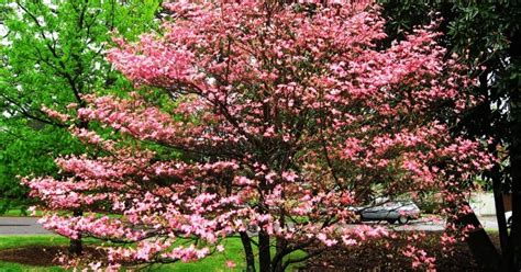 8 Fast Growing Shade Trees For Small Yards Update 2023