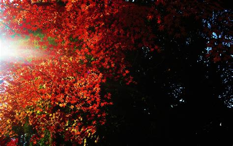Nature Trees Leaves Sunlight Autumn Fall Seasons Color