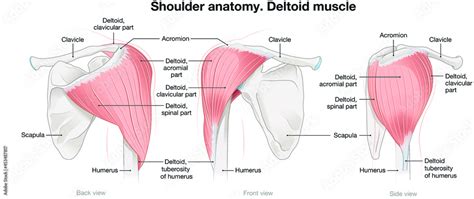Shoulder Anatomy Deltoid Muscle Labeled Vector Illustration Obrazy