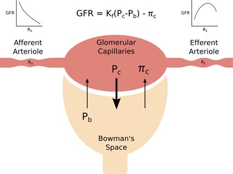 Glomerular Filtration Rate Pathway Medicine