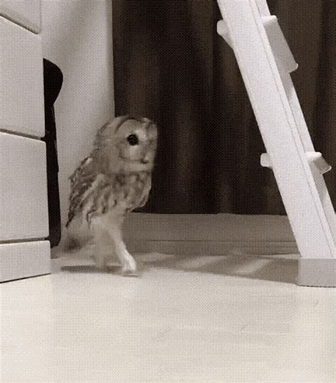 Funny Owl Dancing Owl  Funnyowl Dancingowl Owl Discover And Share S