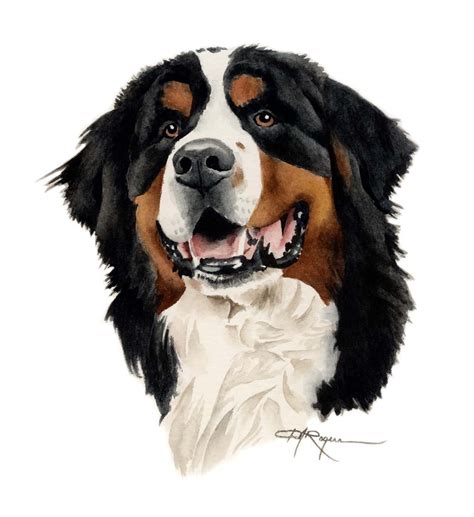 Bernese Mountain Dog Art Print Signed By Artist D By K9artgallery