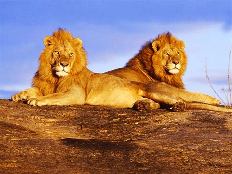 Dunia Satwa Singa Panthera Leo