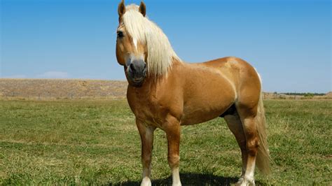 Draft Horse Breeds Smallest Biggest Gentlest