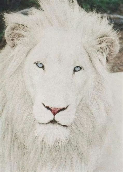 Majestic White Lion Albino Animals Cute Animals Rare Animals
