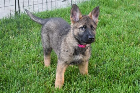 German shepherds for sale in texas, german sshepherds for. German Shepherd Puppies For Sale | Allen Park, MI #300757