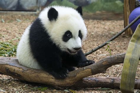 Panda Updates Friday June 9 Zoo Atlanta