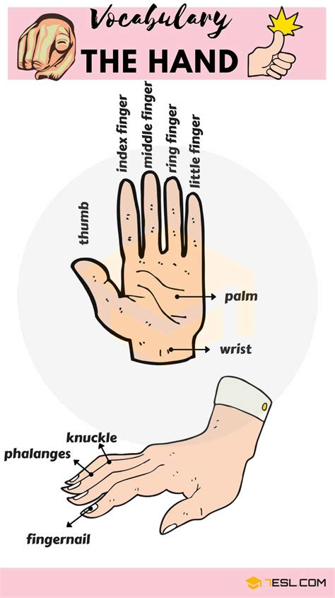Human body internal parts such as the lungs, heart, and brain, are enclosed within the skeletal system and are housed within the different internal body cavities. Parts Of The Hand: Useful Hand Parts Names With Pictures ...