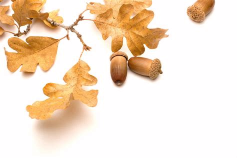Acorns And Oak Leaves Photograph By Utah Images