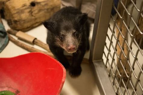 Tratadores salvam filhote de urso preguiça nos EUA Notícias Mundo