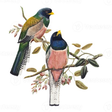Exotic Bird Illustration 12662851 Png