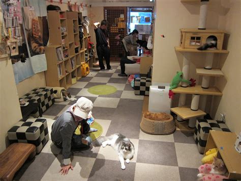 Cat cafe japan japan cat tokyo japan travel kyoto japan okinawa japan pet cafe coffee shop aesthetic cat bedroom japan interior. Neko JaLaLa Cat Café, Akihabara, Tokyo (3 Pics) | May 22 ...