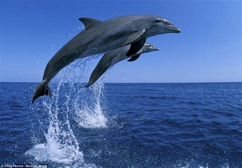 Jumping For Joy Dolphins Who Don¿t Stop Playing Even When