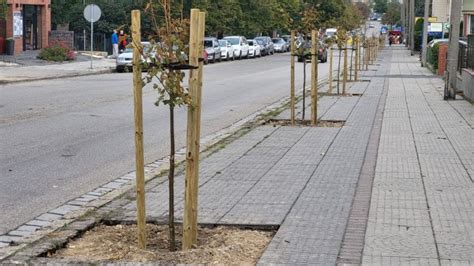 Nowe nasadzenia drzew na ul 3 Maja zamiast ścieżki rowerowej