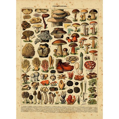 Vintage Mushrooms Print