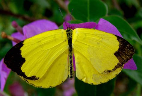Insects Of Kerala Little Yellow Butterfly Eurema Hecabe Brenda